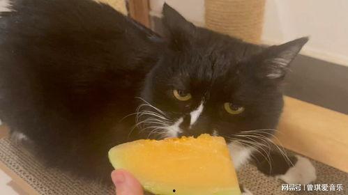 哈密瓜影视  第3张