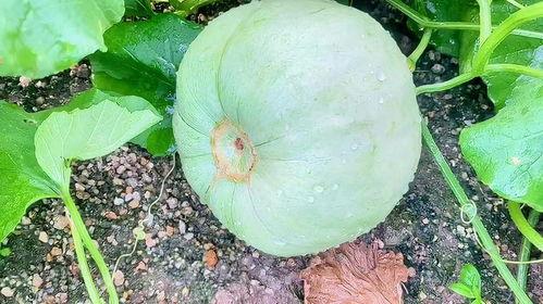 怎么可以吃兔兔  第2张