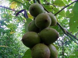 黑料吃瓜网apk普通安装  第3张